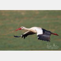 5184 x 3456_Px _RM_120325_MG_7262.jpg