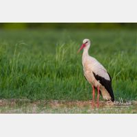 5184 x 3456_Px _RM_140502_MG_9958.jpg