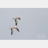 4175 x 2783_Px _RM_141029_MG_8610.jpg