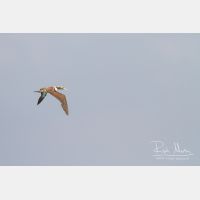 4300 x 2867_Px _RM_141029_MG_8617.jpg