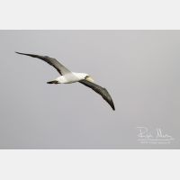 4496 x 2997_Px _RM_141109_MG_0547.jpg