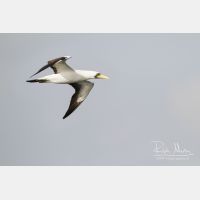 4643 x 3095_Px _RM_141109_MG_0553.jpg