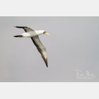 4714 x 3143_Px _RM_141109_MG_0550.jpg