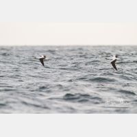 4954 x 3303_Px _RM_141109_MG_1002.jpg