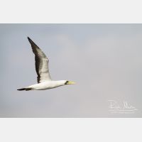 5184 x 3456_Px _RM_141109_MG_0555_b.jpg