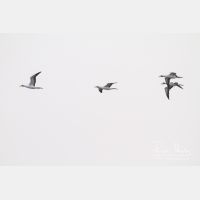 5184 x 3456_Px _RM_141109_MG_1132.jpg