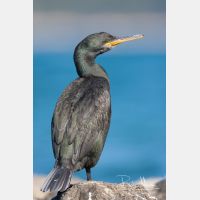 2483 x 3724_Px _RM_110321_MG_9863.jpg