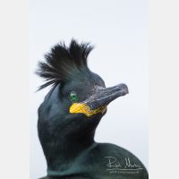 3230 x 4845_Px _RM_140327_MG_7077.jpg