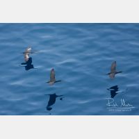 3252 x 2168_Px _RM_110326_MG_5280.jpg