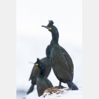 3342 x 5013_Px _RM_140325_MG_0317.jpg