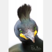 3456 x 5184_Px _RM_140327_MG_7024.jpg