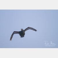 4078 x 2719_Px _RM_140325_MG_2052.jpg