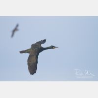 4215 x 2810_Px _RM_140326_MG_0023.jpg