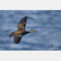 4239 x 2826_Px _RM_140326_MG_9740.jpg