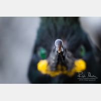 4285 x 2857_Px _RM_140327_MG_7101.jpg