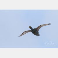 4514 x 3009_Px _RM_140325_MG_0934.jpg