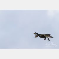 4651 x 3101_Px _RM_140325_MG_0904.jpg