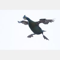 4796 x 3198_Px _RM_140326IMG_3062.jpg