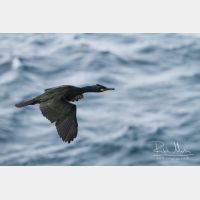 4918 x 3278_Px _RM_140327_MG_7535.jpg