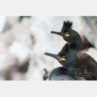 4942 x 3295_Px _RM_140327_MG_0774.jpg