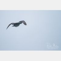 5184 x 3456_Px _RM_140325_MG_1783.jpg