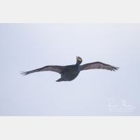 5184 x 3456_Px _RM_140325_MG_2066.jpg