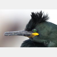 5184 x 3456_Px _RM_140327_MG_7301.jpg