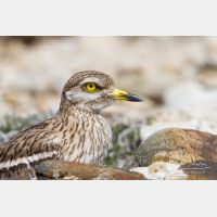 3865 x 2577_Px _RM_130422_MG_2570.jpg