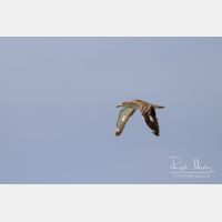 3922 x 2615_Px _RM_130422_MG_2582.jpg