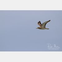 4110 x 2740_Px _RM_130422_MG_2583.jpg