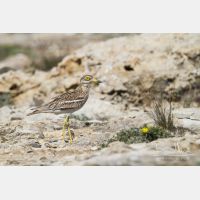 5184 x 3456_Px _RM_130422_MG_2406.jpg