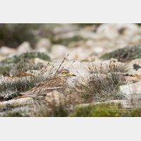 5184 x 3456_Px _RM_130422_MG_2442.jpg