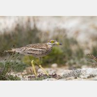 5184 x 3456_Px _RM_130422_MG_2470.jpg