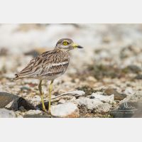 5184 x 3456_Px _RM_130422_MG_2541.jpg