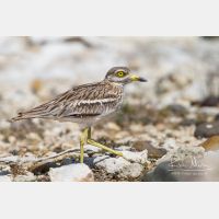 5184 x 3456_Px _RM_130422_MG_2548_b.jpg