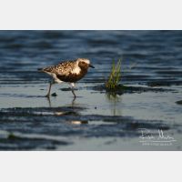 2900 x 1933_Px _RM_060910_MG_8913.jpg