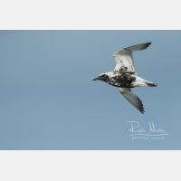 3778 x 2519 Px   _RM_190917_D2_1656.jpg