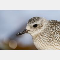 3802 x 2535_Px _RM_120928_MG_4561.jpg