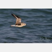 3803 x 2535_Px _RM_130128_MG_0983.jpg