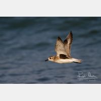 3901 x 2601_Px _RM_130128_MG_1173.jpg