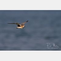 3943 x 2628_Px _RM_130128_MG_1032.jpg