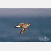 3975 x 2650_Px _RM_130128_MG_1043.jpg