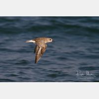 4059 x 2706_Px _RM_130128_MG_0973.jpg