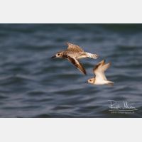 4062 x 2708_Px _RM_130128_MG_1166.jpg