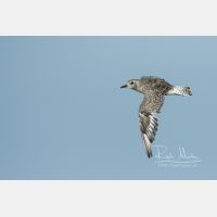 4068 x 2712 Px   _RM_190917_D2_1722.jpg