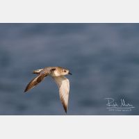 4070 x 2713_Px _RM_130128_MG_1036.jpg