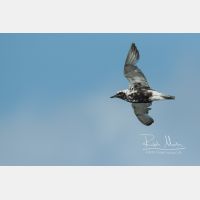 4383 x 2922 Px   _RM_190917_D2_1662.jpg