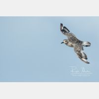 4427 x 2951 Px   _RM_190917_D2_1729_b.jpg