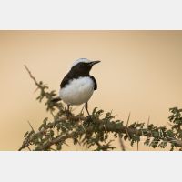 4467 x 2978_Px _RM_130203_MG_6904.jpg