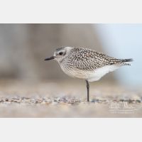 4524 x 3016_Px _RM_120928_MG_4109.jpg